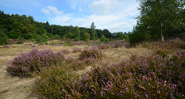 Natuurgebied de Drentsche Aa in Zeegse